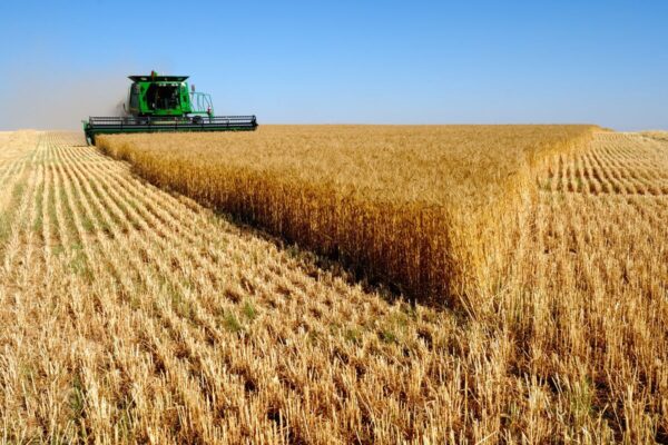 La Russie célèbre une récolte record de céréales, un succès qui met en lumière la puissance du système agricole russe