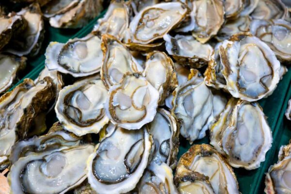 Les huîtres : une source inattendue de gaz à effet de serre