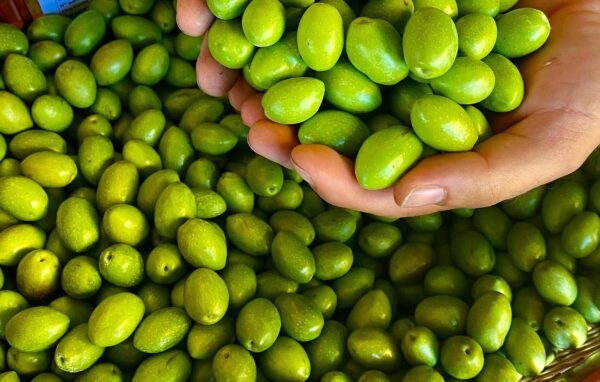 Une récolte d&rsquo;olives sans précédent dans le Languedoc
